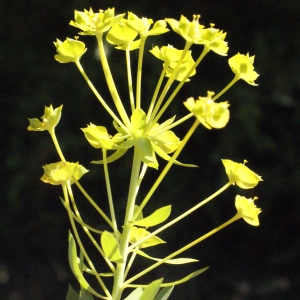 Photographie n°334920 du taxon Euphorbia seguieriana Neck. [1770]