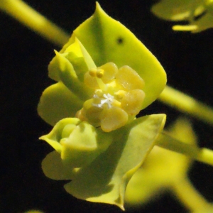 Photographie n°334924 du taxon Euphorbia seguieriana Neck. [1770]