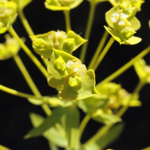 Photographie n°334925 du taxon Euphorbia seguieriana Neck. [1770]