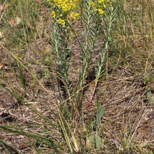 Photographie n°334927 du taxon Euphorbia seguieriana Neck. [1770]