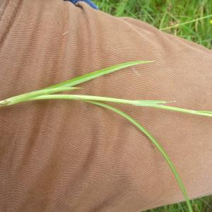 Photographie n°334956 du taxon Carex leporina L. [1753]