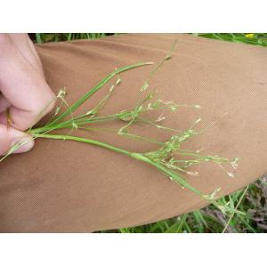 Juncus foliosus Desf. (Jonc feuillé)