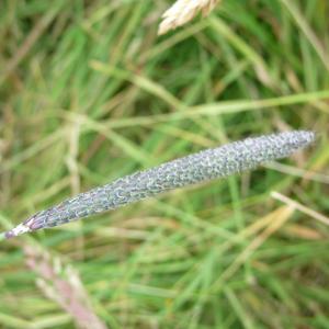 Photographie n°334962 du taxon Alopecurus geniculatus L. [1753]