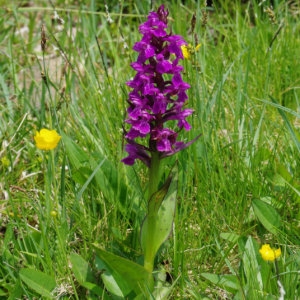 Photographie n°334978 du taxon Dactylorhiza fistulosa (Moench) H.Baumann & Künkele [1983]