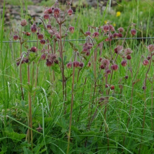 Photographie n°334985 du taxon Geum rivale L. [1753]