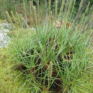 Photographie n°335022 du taxon Plantago holosteum Scop.