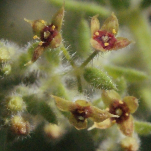 Galium maritimum L. (Gaillet maritime)