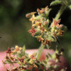 Photographie n°335128 du taxon Galium maritimum L. [1767]