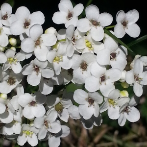 Photographie n°335171 du taxon Kernera saxatilis (L.) Sweet [1827]