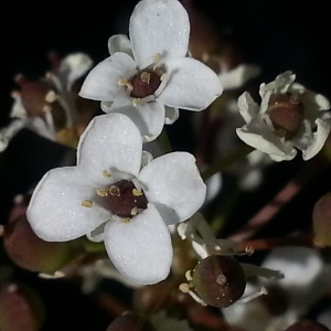Photographie n°335173 du taxon Kernera saxatilis (L.) Sweet [1827]