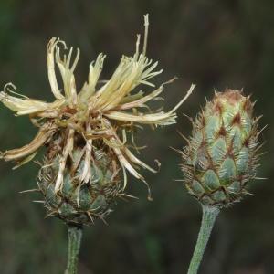 Photographie n°335187 du taxon Centaurea collina L. [1753]