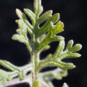 Photographie n°335249 du taxon Teucrium botrys L. [1753]