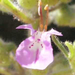 Photographie n°335252 du taxon Teucrium botrys L. [1753]