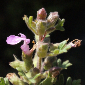 Photographie n°335253 du taxon Teucrium botrys L. [1753]