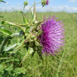 Photographie n°335275 du taxon Silybum marianum (L.) Gaertn. [1791]