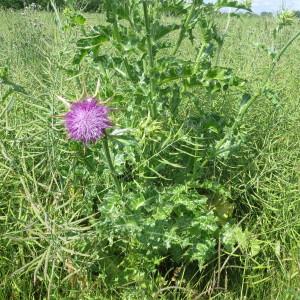 Photographie n°335276 du taxon Silybum marianum (L.) Gaertn. [1791]