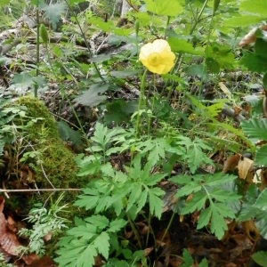 Photographie n°335282 du taxon Papaver cambricum L.