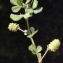  Liliane Roubaudi - Medicago rigidula (L.) All. [1785]