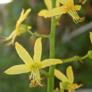 Photographie n°335305 du taxon Koelreuteria paniculata Laxm. [1772]