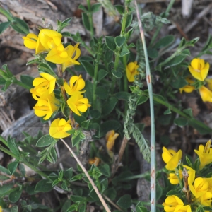 Photographie n°335430 du taxon Genista pilosa L. [1753]