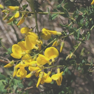 Photographie n°335437 du taxon Cytisophyllum sessilifolium (L.) O.Lang [1843]