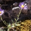  Liliane Roubaudi - Aster alpinus var. cebennensis Braun-Blanq. [1933]