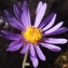  Liliane Roubaudi - Aster alpinus var. cebennensis Braun-Blanq. [1933]