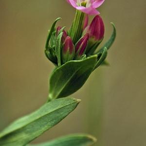 Photographie n°335519 du taxon Centaurium pulchellum (Sw.) Druce [1898]