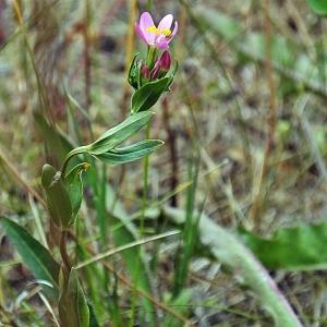 Photographie n°335520 du taxon Centaurium pulchellum (Sw.) Druce [1898]