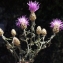  Liliane Roubaudi - Centaurea maculosa Lam. [1785]