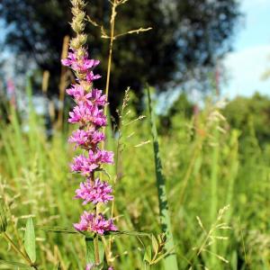 Photographie n°335582 du taxon Lythrum salicaria L. [1753]