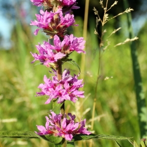 Photographie n°335583 du taxon Lythrum salicaria L. [1753]