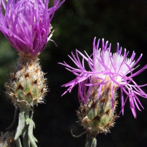 Photographie n°335619 du taxon Centaurea maculosa Lam. [1785]