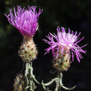 Photographie n°335621 du taxon Centaurea maculosa Lam. [1785]