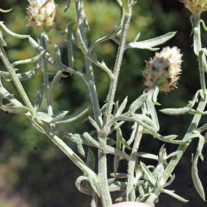 Photographie n°335622 du taxon Centaurea maculosa Lam. [1785]