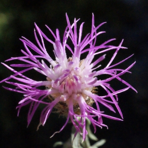 Photographie n°335623 du taxon Centaurea maculosa Lam. [1785]