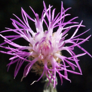 Photographie n°335624 du taxon Centaurea maculosa Lam. [1785]