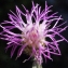  Liliane Roubaudi - Centaurea maculosa Lam. [1785]