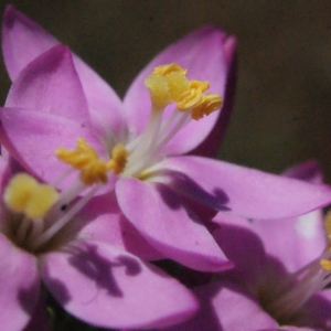 Photographie n°335627 du taxon Centaurium erythraea Rafn [1800]