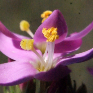 Photographie n°335629 du taxon Centaurium erythraea Rafn [1800]