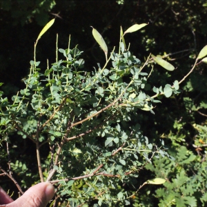 Photographie n°335641 du taxon Cytisophyllum sessilifolium (L.) O.Lang [1843]