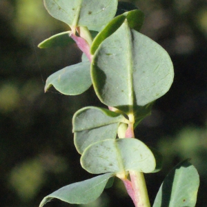 Photographie n°335647 du taxon Cytisophyllum sessilifolium (L.) O.Lang [1843]