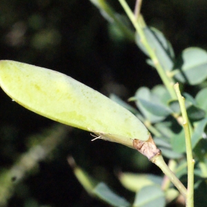 Photographie n°335649 du taxon Cytisophyllum sessilifolium (L.) O.Lang [1843]