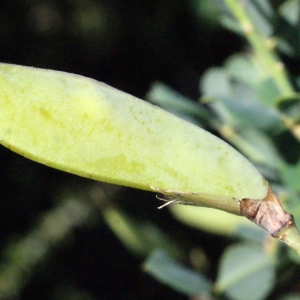 Photographie n°335650 du taxon Cytisophyllum sessilifolium (L.) O.Lang [1843]