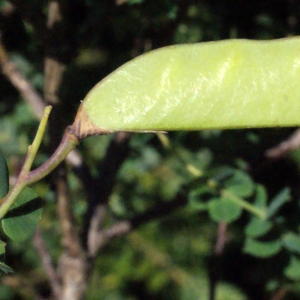 Photographie n°335651 du taxon Cytisophyllum sessilifolium (L.) O.Lang [1843]