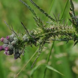 Photographie n°335670 du taxon Cirsium palustre (L.) Scop. [1772]