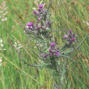 Photographie n°335671 du taxon Cirsium palustre (L.) Scop. [1772]