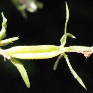 Photographie n°335742 du taxon Legousia speculum-veneris (L.) Chaix