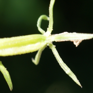 Photographie n°335743 du taxon Legousia speculum-veneris (L.) Chaix