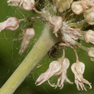 Photographie n°335911 du taxon Allium acutiflorum Loisel. [1809]